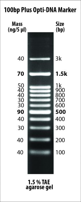100bp-3kb - PCR products and double-stranded DNA were digested with appropriate restriction enzymes to completion to yield 12 bands, ranging from 100 pb – 3 kb, for molecular weight standards in agarose gel electrophoresis. The 500 and 1,500 base pair bands have increased intensity to serve as quick reference points. Approximated mass of each DNA band is provided (for a loading size of 5 μl of the DNA ladder) for approximating the mass of DNA in comparably intense DNA samples of similar size.
