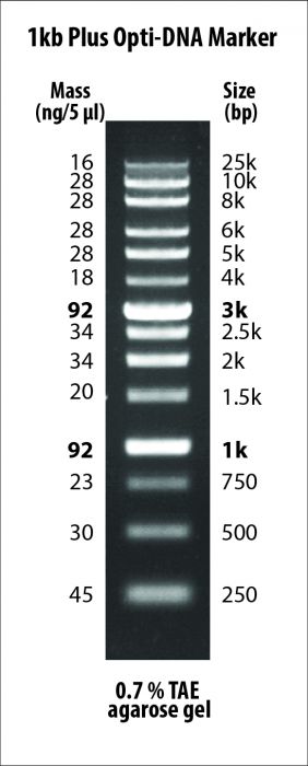 1kb Plus Opti-DNA Marker - PCR products and double-stranded DNA were digested with appropriate restriction enzymes to completion to yield 14 bands, ranging from 250 pb – 25 kb, for molecular weight standards in agarose gel electrophoresis. The 1,000 and 3,000 base pair bands have increased intensity to serve as quick reference points. Approximated mass of each DNA band is provided (for a loading size of 5 μl of the DNA ladder) for approximating the mass of DNA in comparably intense DNA samples o
