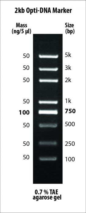 2kb Opti-DNA Marker - PCR products and double-stranded DNA were digested with appropriate restriction enzymes to completion to yield 8 bands, ranging from 100 pb – 5 kb, for molecular weight standards in agarose gel electrophoresis. The 750 base pair band has increased intensity to serve as quick reference points. Approximated mass of each DNA band is provided (for a loading size of 5 μl of the DNA ladder) for approximating the mass of DNA in comparably intense DNA samples of similar size.